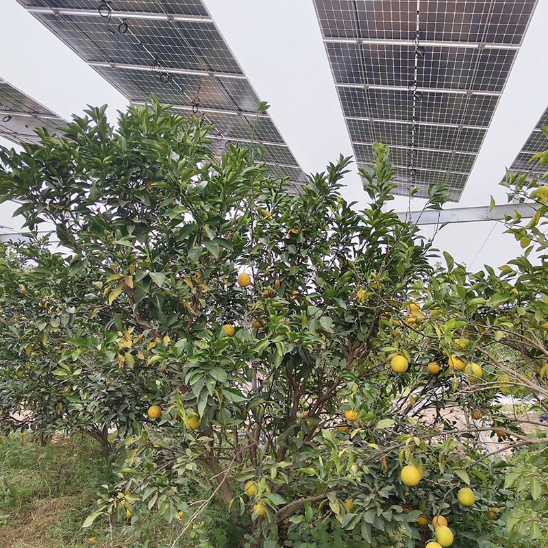 Agriculture-Solar Hybrid Power Station